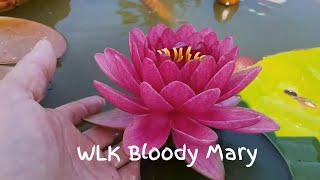 Нимфея WLK Bloody Mary (кувшинка WLK Кровавая Мэри), гибрид 19 г, селекционер Хох Константин, Россия