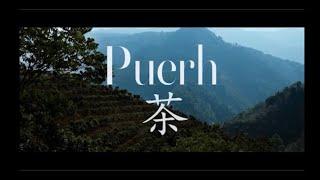 CHINESE PUERH TEA. How is PuErh tea made? - Everything you need to know. (THE TRADITIONAL WAY)