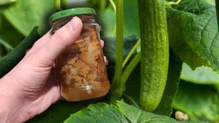 Cucumbers grow in clusters from this penny top dressing. Every year I only feed cucumbers to her!