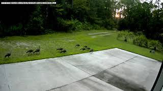 Turkeys in the driveway