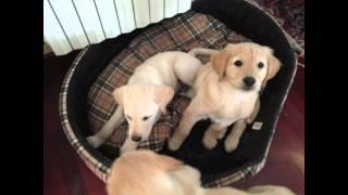 Cuccioli Labrador Retriver