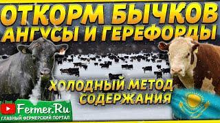 5000 бычков на холодном откорме без навесов|Абердин-Ангус и Герефорд|Привес до 2,5 килограмм в сутки