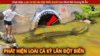 Phát Hiện Loài Cá Kỳ Lân Đột Biến Dưới Con Kênh Bỏ Hoang Bí Ẩn || Review Giải Trí Đời Sống