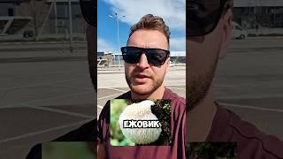 ГРИБ ЕЖОВИК ГРЕБЕНЧАТЫЙ.