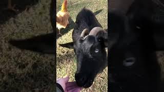 Elizabeth the Goat loves this ripe pear!