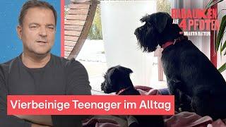 Mittelschnauzer, Airedale Terrier und Königspudel mischen die Familien auf | Rabauken auf 4 Pfoten