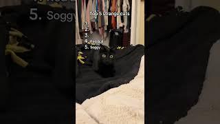 Top5strangecats #top5cats #cat #catshorts #catbehavior #strangecat #sillycats #funnycat #funnykitty