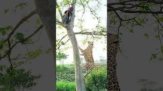 Leopard attacked in field #vfx #shorts #virals #animals #video #subscribe