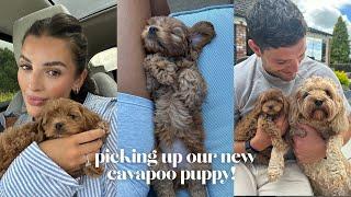 picking up our new cavapoo puppy!