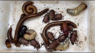 Many Bugs Beetles, Scary Sweet Giant Millipedes, Huge Worms, One Millipede and Many Termites #insect