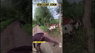ATIK BOSS GOAT FORM