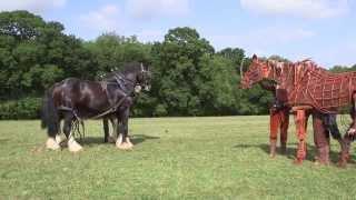 War Horse visits a Working Farm