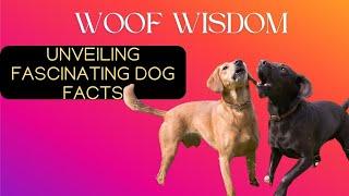 Woof Wisdom: Unveiling Fascinating Dog Facts