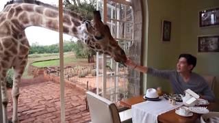 Viral Video UK: Breakfast at the Giraffe Manor