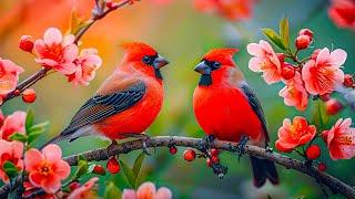 Birds Chirping 4K ~ Therapy Birdsong for Restore Nervous, Soothe Your Heart, Heals the Mind and Body