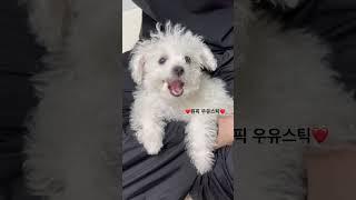 #shorts #shortvideo #bichonfrise #비숑프리제 #비숑 #강아지  #dog #dogshorts #puppy #bichon #pets #ビションフリーゼ