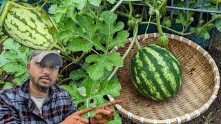 #1 Mistake when growing Watermelon !  #watermelon #garden #gardening