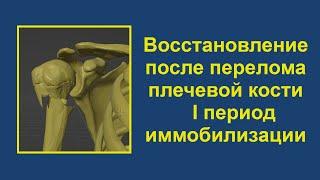 1. Восстановление после перелома верхней трети плечевой кости. Период иммобилизации.