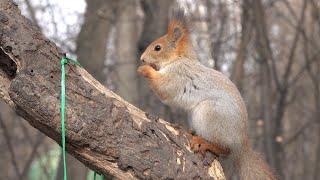 Дикая белка. Зарисовка / Wild squirrel. The sketch