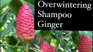 How to Overwinter Shampoo Ginger