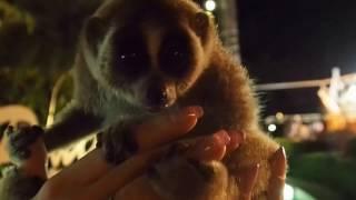 лемур Таиланд, lemur Thailand