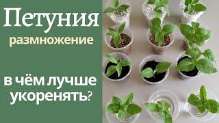 Эксперимент. В каком субстрате лучше укоренять. Размножение петунии черенками.