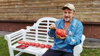 Вы не знаете НАСТОЯЩЕГО ВКУСА помидоров, если не ПРОБОВАЛИ на Вкус СЫЗРАНСКУЮ помидору!