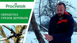 Правила обрезки плодовых деревьев и обработки срезов.