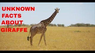 Top 22 Unknown Facts About Giraffe/The Tallest Animal On Earth