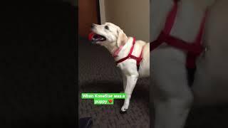 When My Yellow Labrador was a puppy enjoying herself...