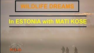 WILDLIFE DREAMS IN ESTONIA WITH MATI KOSE    "Bringing you closer to wildlife"