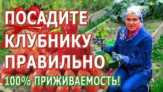 Посадка клубники осенью. Секретный ингредиент и все важные особенности для шикарного урожая.