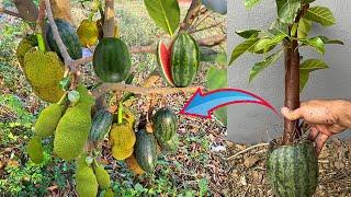 Grafting jackfruit with watermelon get a lot of jackfruit and watermelon fruit