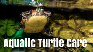 Aquatic Turtle Care