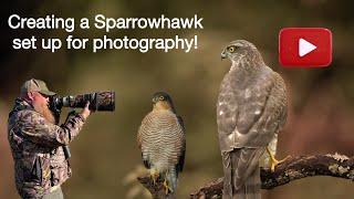 Creating a Sparrowhawk set up for photography! Wildlife photography secrets