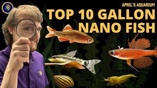 10 Gallon Titans: The Top Nano Fish