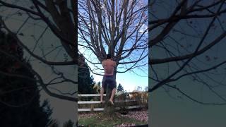 Tree Pull Ups