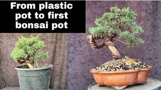 Bonsai from plastic pot to first bonsai pot - step by step guide on how to do it