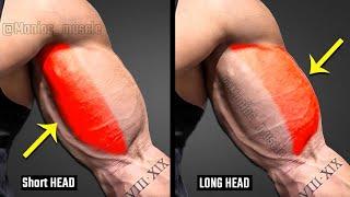 Best Biceps Exercises You Can See (Effective For Beginners)