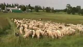 Temporary Sheep Fencing With Jack Kyle at Breezy Ridge Farm