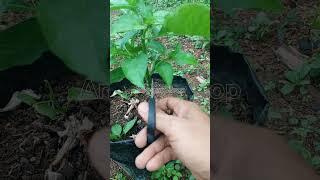 Prune chili plants ️ | satisfying
