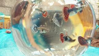 MOSAIC DUMBO EAR High Quality High Breed Guppy's (എന്റെ കേരളം SUBSCRIBE NOW )