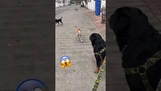 Rottweiler dog vs 5 street dog|#rottweiler#dog#viral#rottwailerthebruzzo9212#vlog#short#shorts