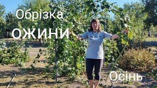 ОБРіЗКА ОЖИНИ БЕЗКОЛЮЧКОВОЇ БЛЕК САТіН. ОСіНь.