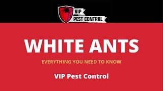 WHITE ANTS – EVERYTHING YOU NEED TO KNOW