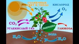 ЧТО  ТАКОЕ  ФОТОСИНТЕЗ  ?