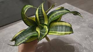 Sansevieria hahnii japanese twister