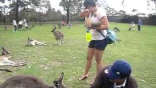 Hand Feed Kangaroo Hossein Mokhtarzadeh and Katie , Camera Fatemeh
