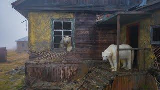 Polar bears on Kolyuchin Island, Chukotka, Russia