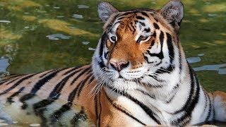 Sabeena the Bengal Tiger at Kowiachobee Animal Preserve in Naples, FL